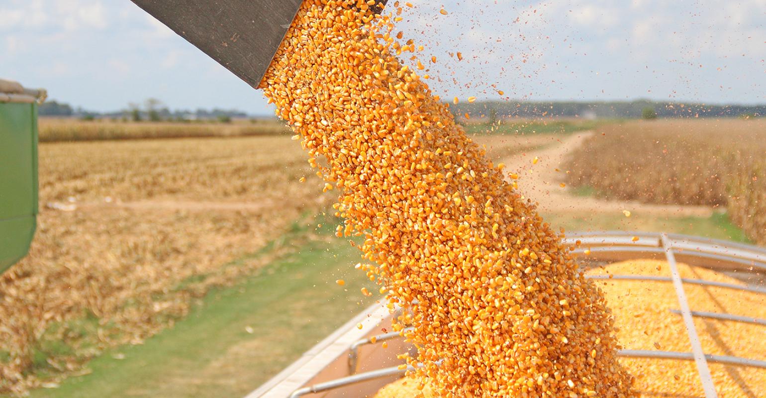 Sale and export corn Agro Aydin Ukraine