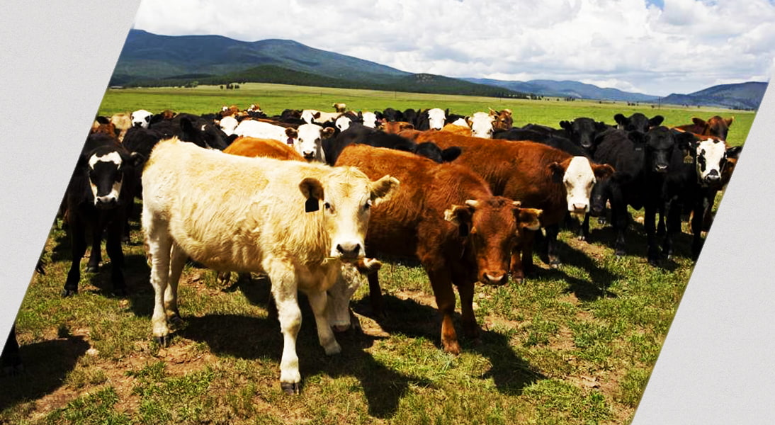 بيع الماشية بالجملة في أوكرانيا